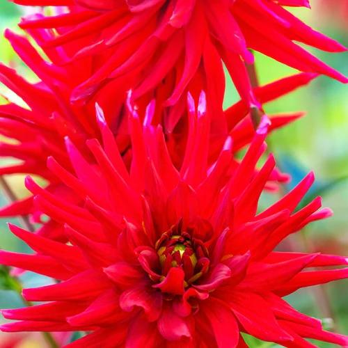 Dahlie Red Pigmy (x3)