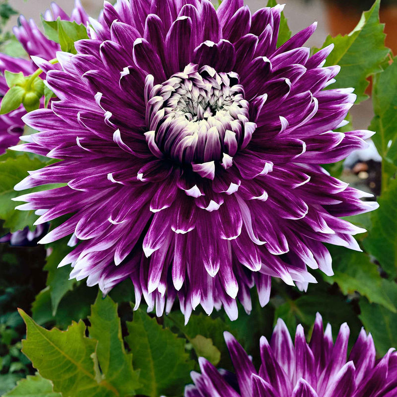 Großblütige Dahlie 'Vancouver' (x3)