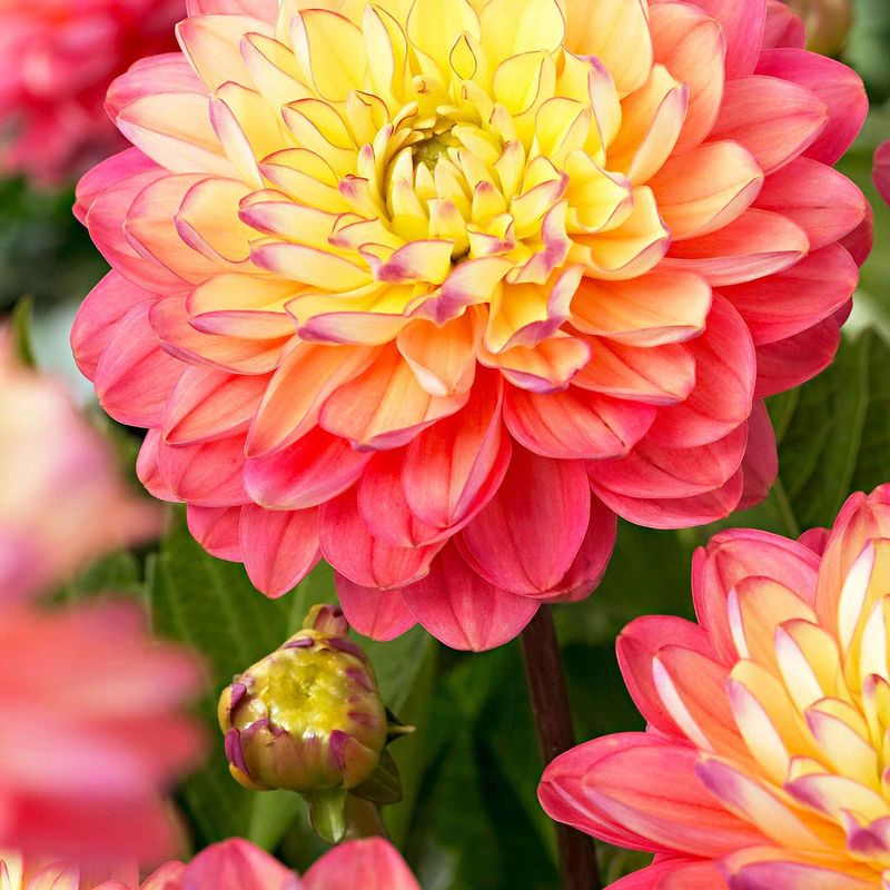 Dahlie 'Melody Allegro' (x3)