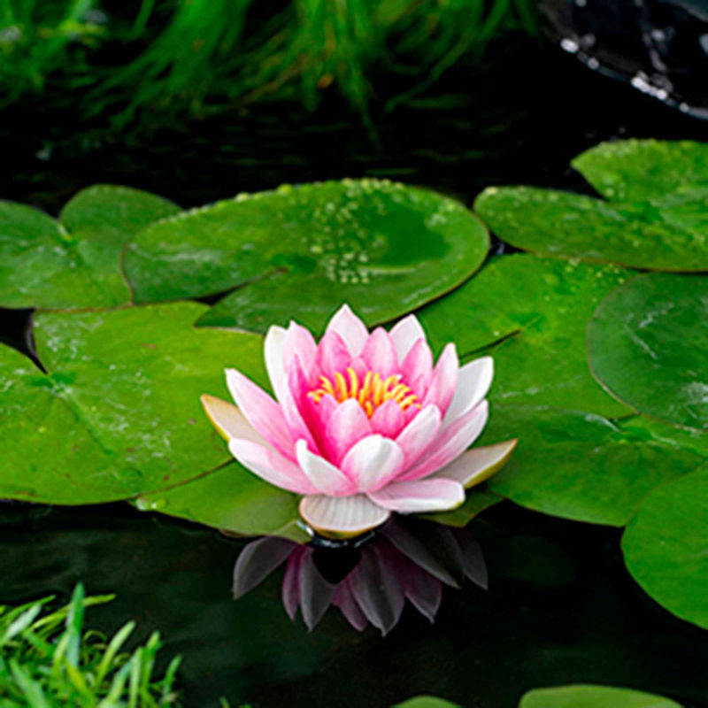 Seerose Attraktion
