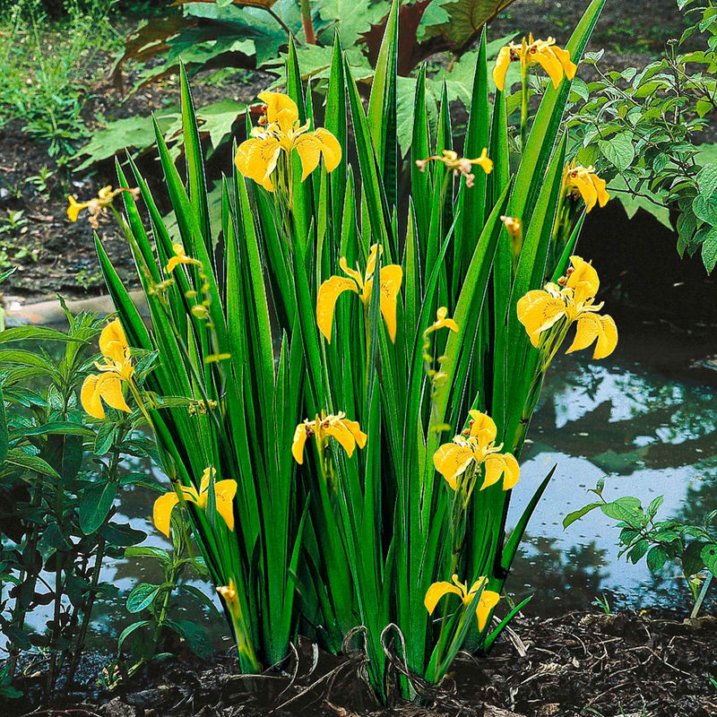 Sumpfschwertlilie