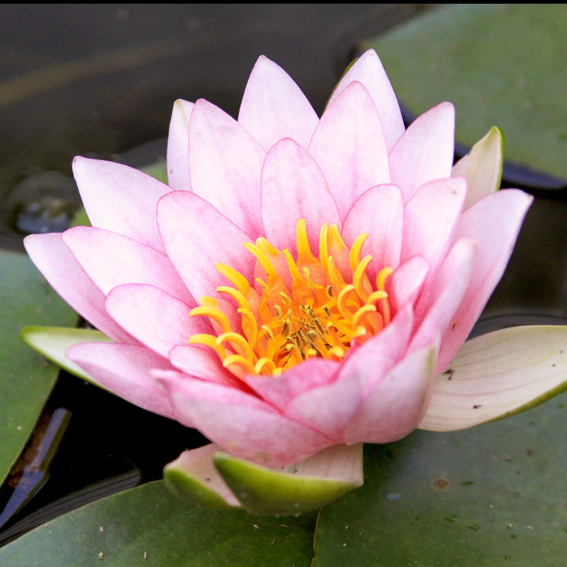 Seerose Fabiola
