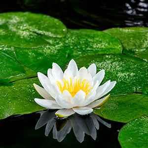 Seerose 'Marliacea Albida'
