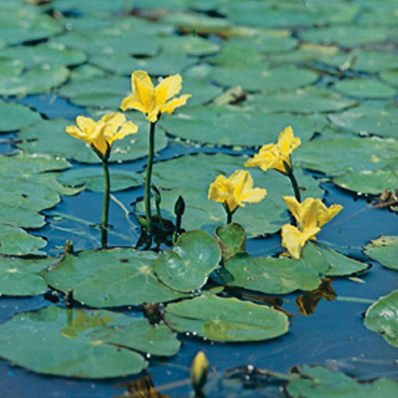 Limnantheme Falsche Seerose