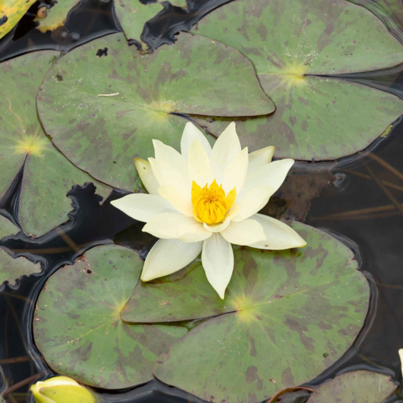 Zwergseerose Helvola