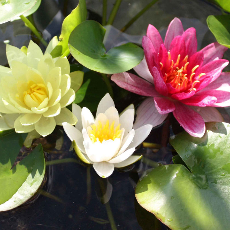 Seerose rosa-gelb-weiß (x3)