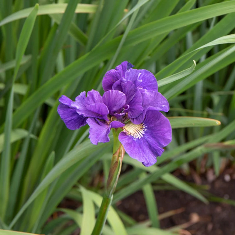 Iris Kaboom