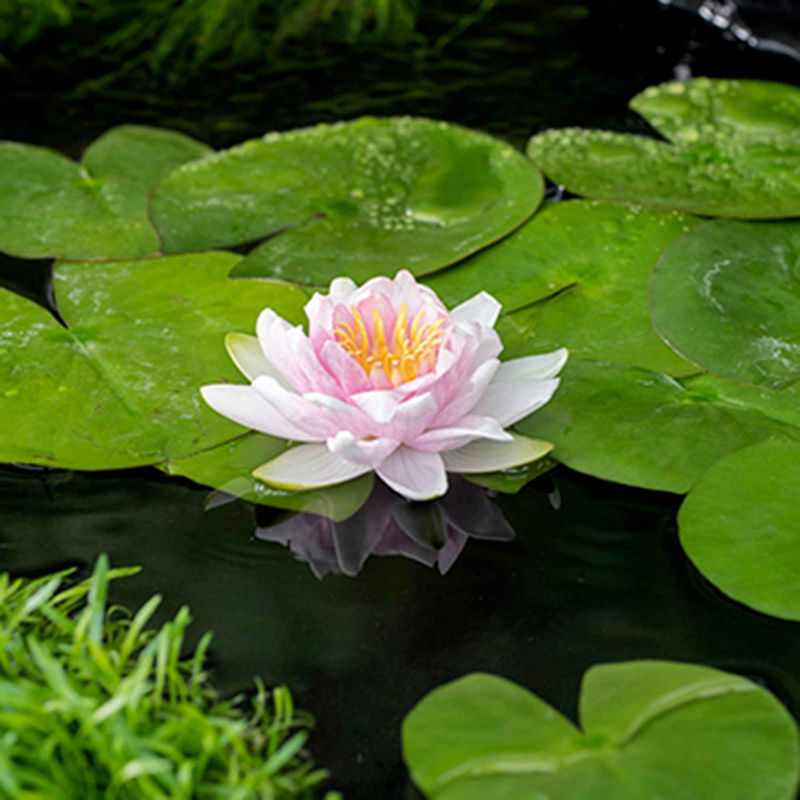 Hollandia Seerose