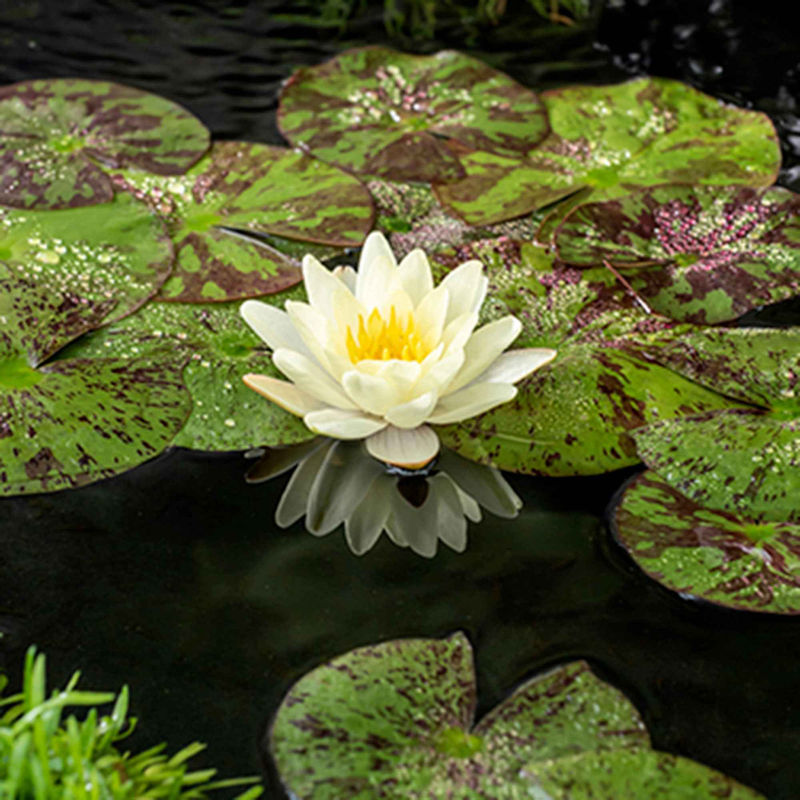 Seerose 'Marliacea Chromatella'