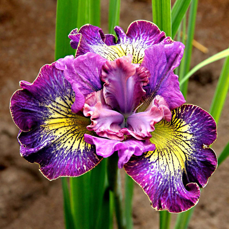 Sibirische Iris 'How Audacious' (x3)