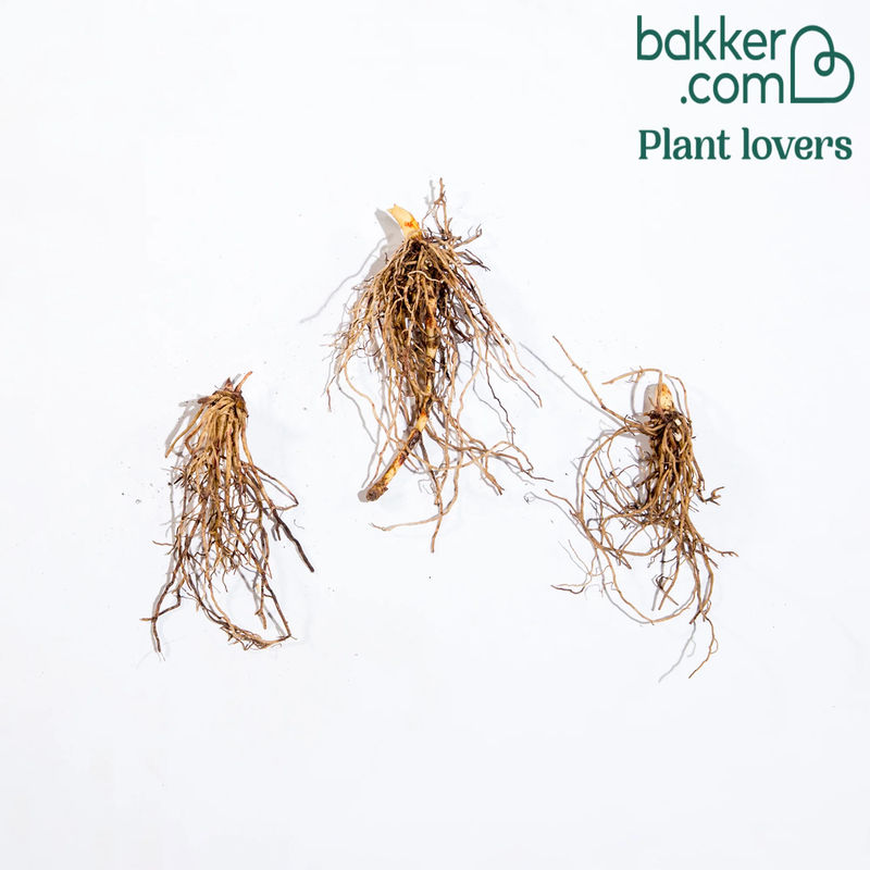 Rosa Maiglöckchen - Title:Das paket von 3 garten rhizome