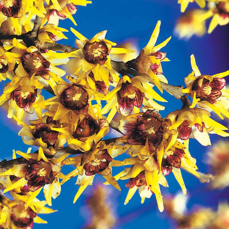 Winterblüte