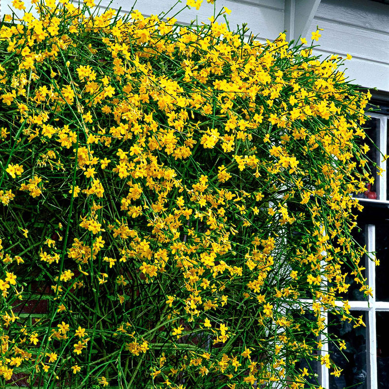 Winterjasmin - Title:Der topf / 2L / Lieferhöhe 30-40cm