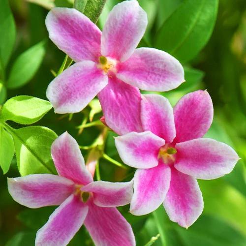Rosa Jasmin Summer Scent