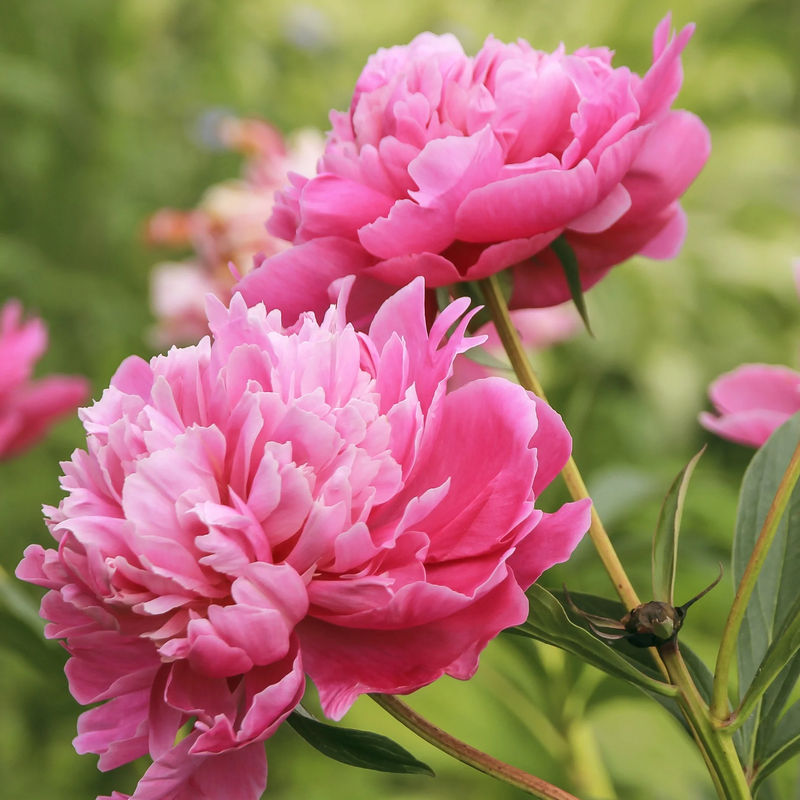 Rosa Pfingstrose