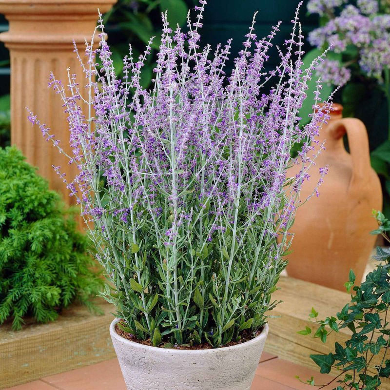 Blauraute 'Blue Spire'