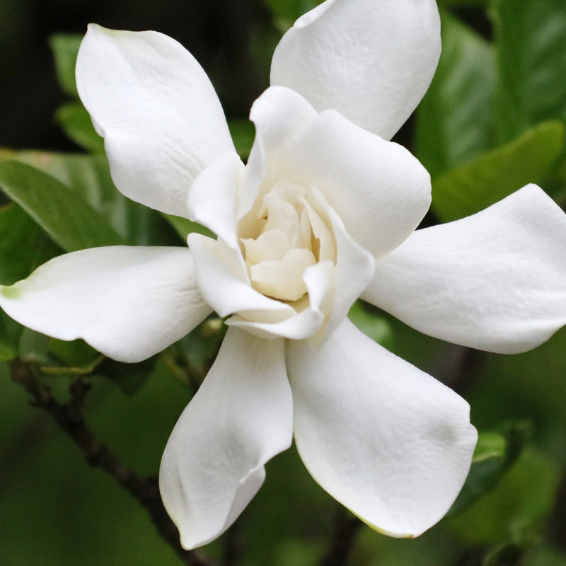Gardenie Celestial Star