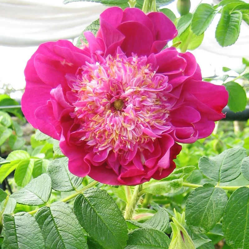 Pfingstrose Pompom Perfume