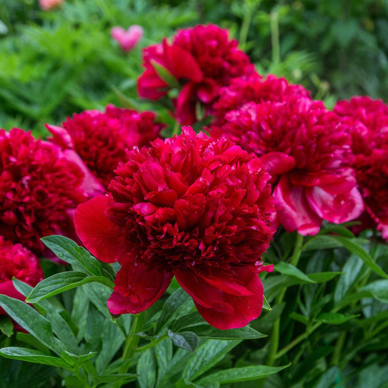 Pfingstrose Red Charm