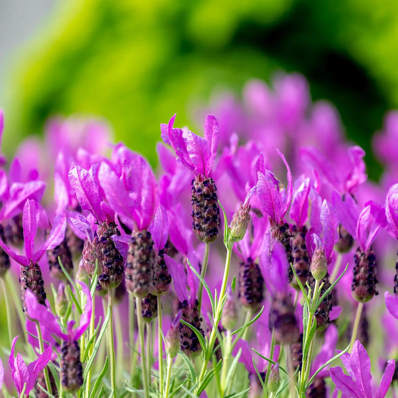 Lavendel The Princess ® Lavender