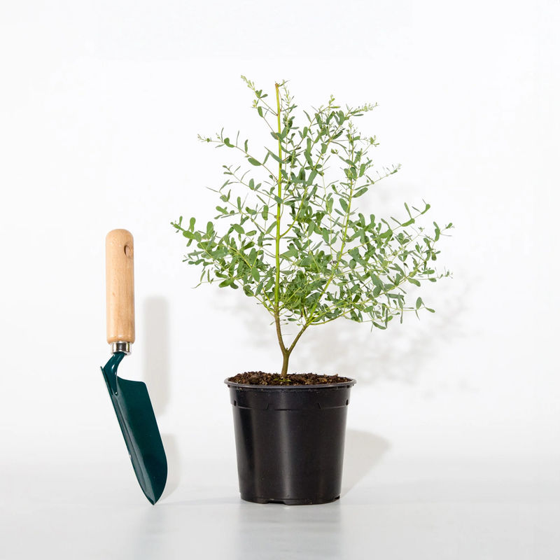 Eukalyptus France Bleu ® Rengun - Title:Der topf / 1.3L / Lieferhöhe 20-30cm