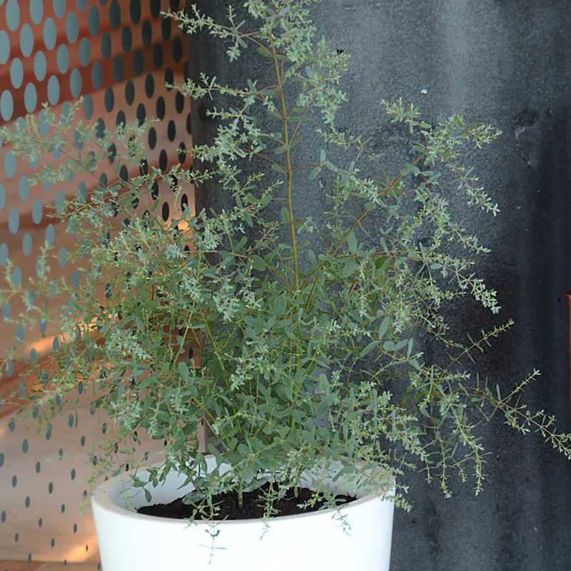 Eukalyptus France Bleu ® Rengun - Title:Der topf / 8cm