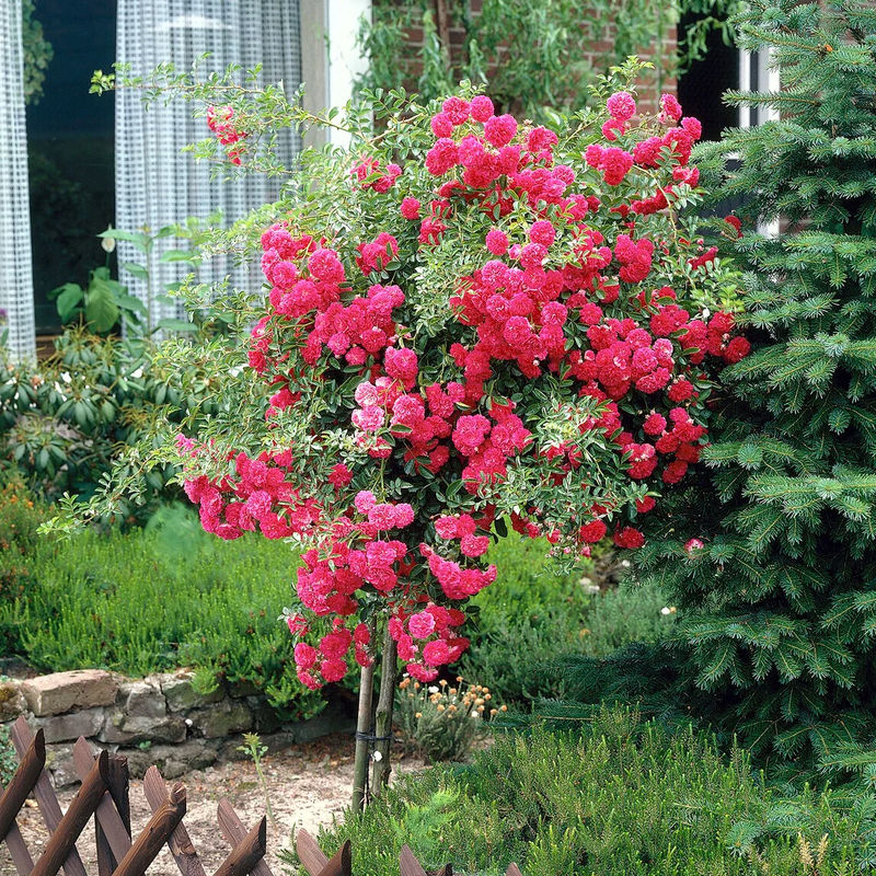 Stammrose Excelsa