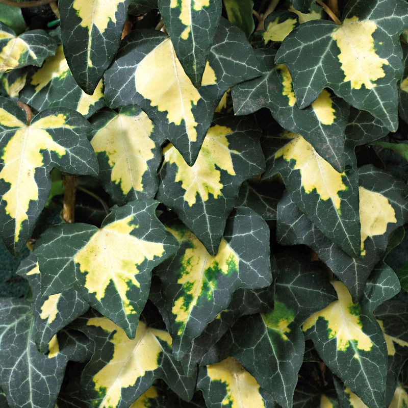 Efeu Hedera