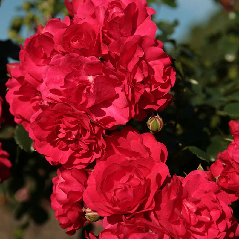 Rose Toscana®