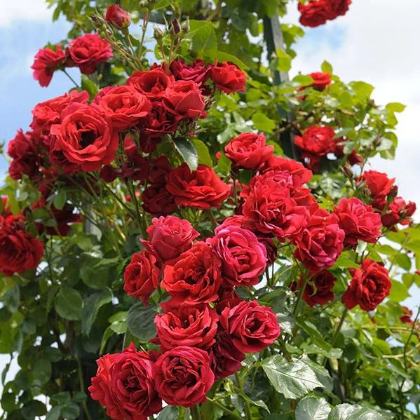 Rose Sympathie®