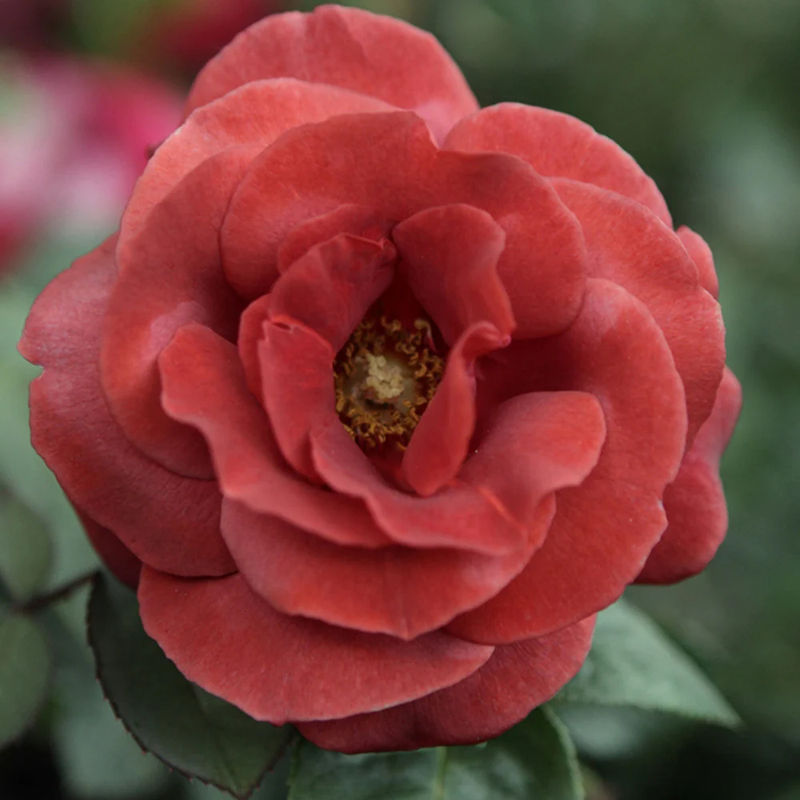 Edelrose Terracotta ®