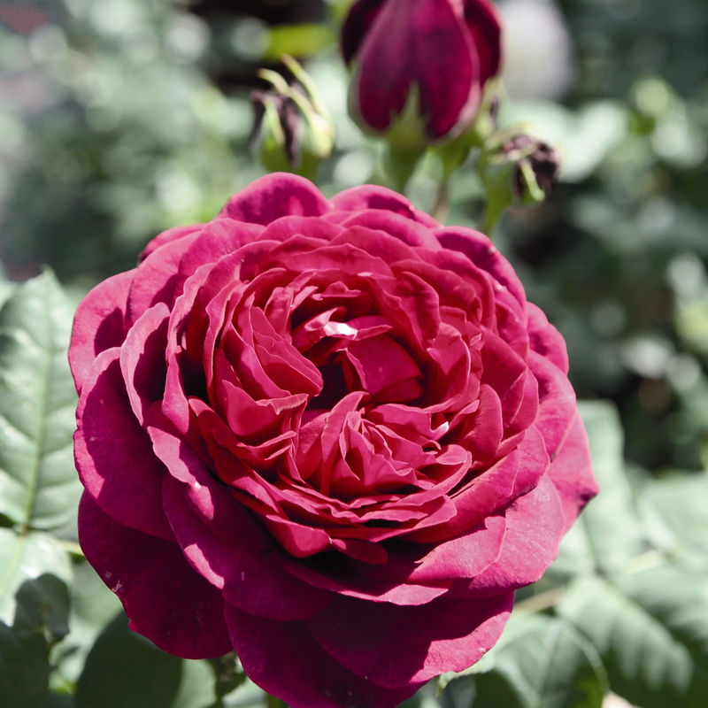 Rosenstrauch Astrid Gräfin von Hardenberg ®