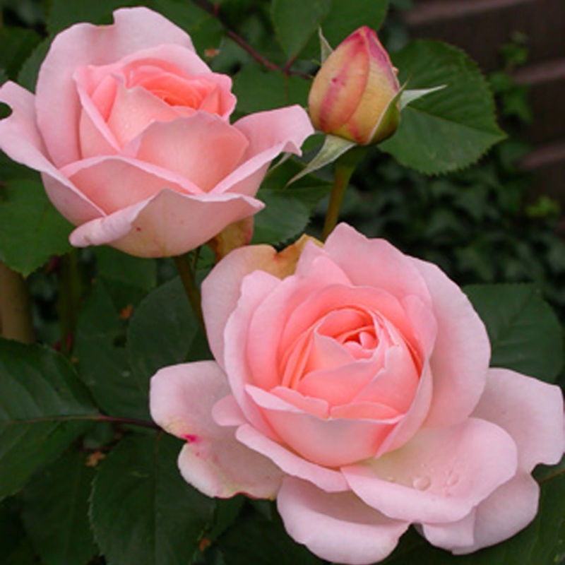 Rose Clair™Renaissance ®