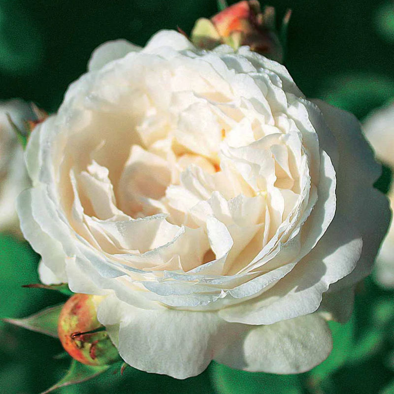 Englische Rose Ausgreen's Winner ® - Title:Das stück in nackte wurzel / 3+ äste