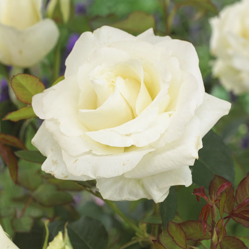 Annapurna ®-Rose