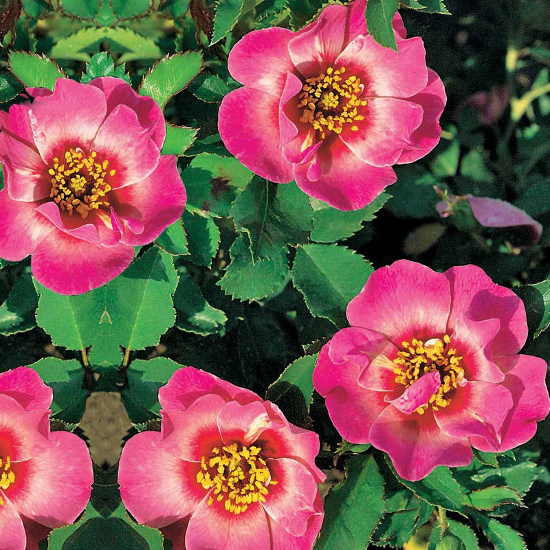 Rose Babylon Eyes ® Queen Interybabeucq COV