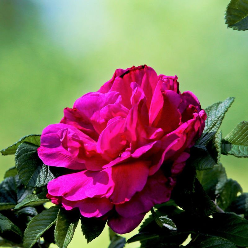 Strauchrose Hansa