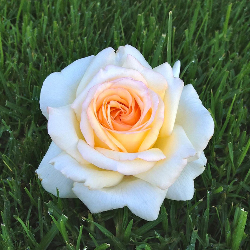 Edelrose Anastasia®