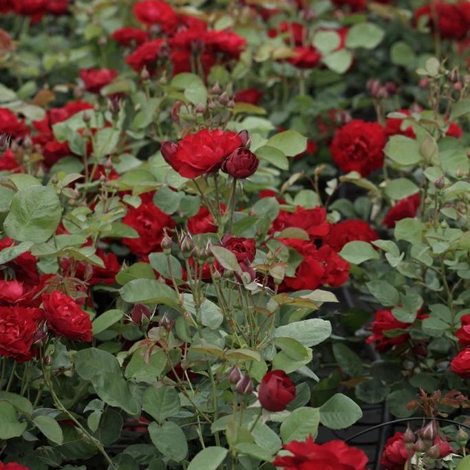 Rosenstrauch Lili Marleen