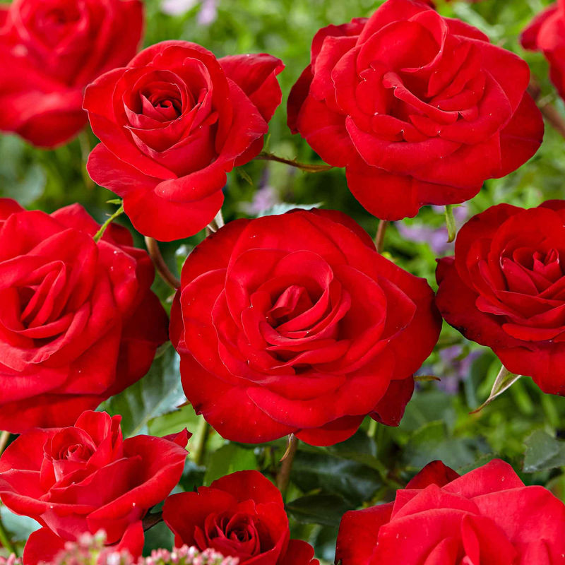 Kletterrose Rosa 'Santana' rot - Title:Das stück in nackte wurzel / 3 äste