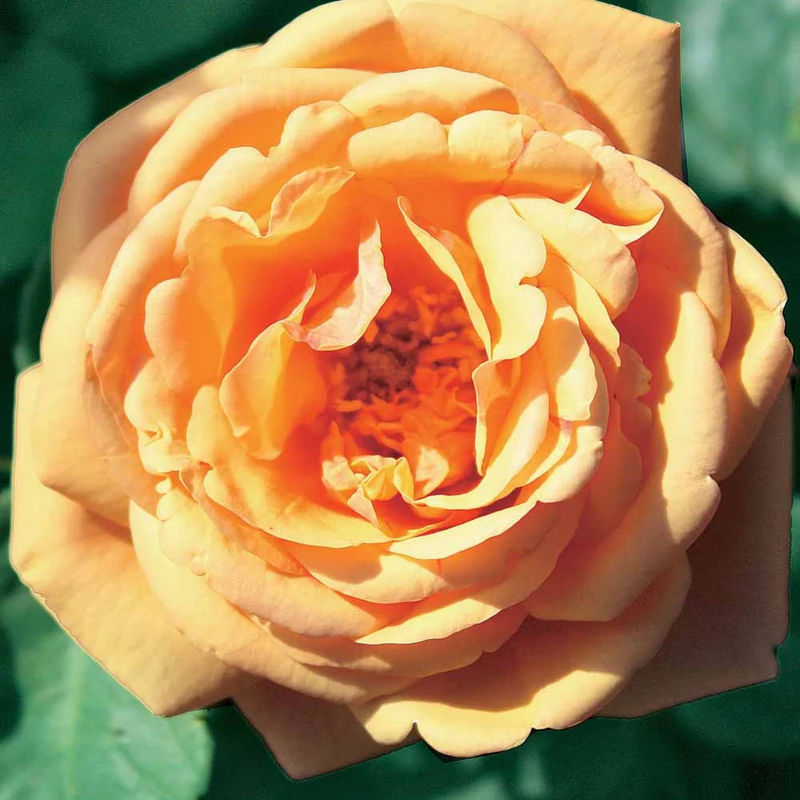 Englische Rose Charlie Ausgreen® - Title:Das stück in nackte wurzel / 3+ äste