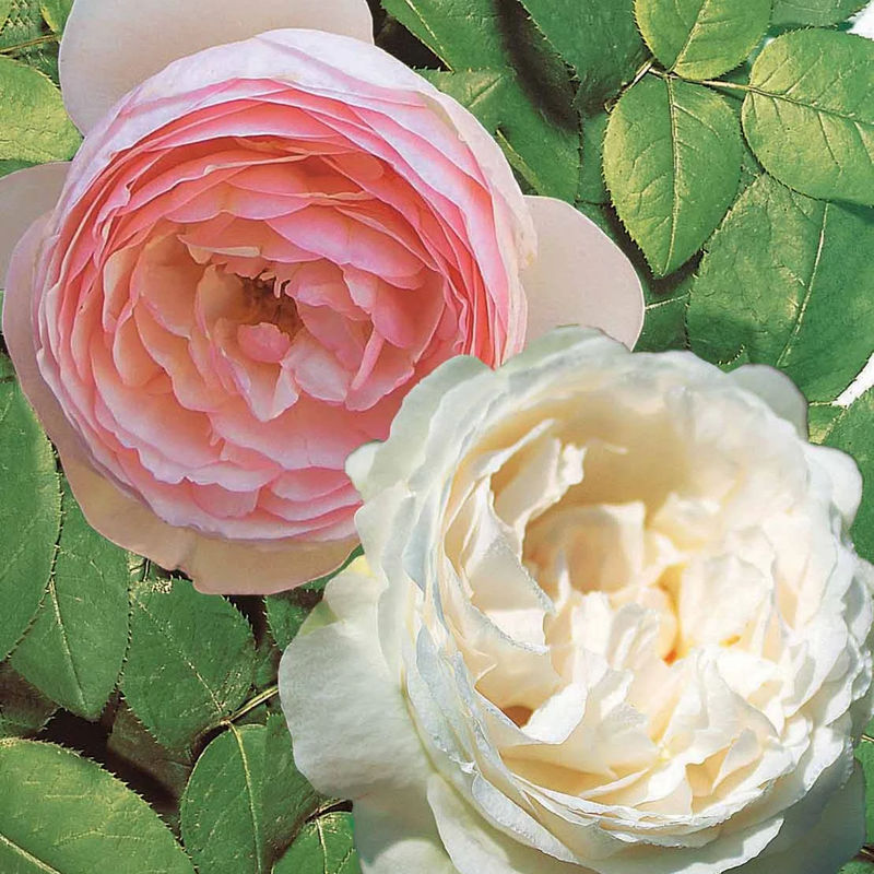 Englische Rosen (Her's Ausgreen ®, Ausgreen's Winner ®) (x2) - Title:Das paket von 2 nackte wurzeln / 3+ äste