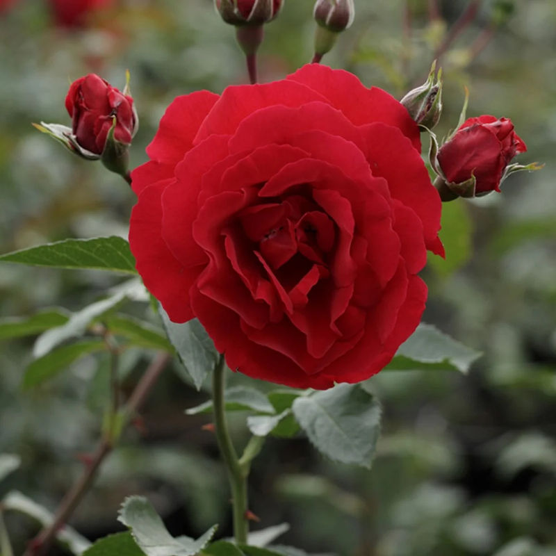 Kletterrose Sympathie ®