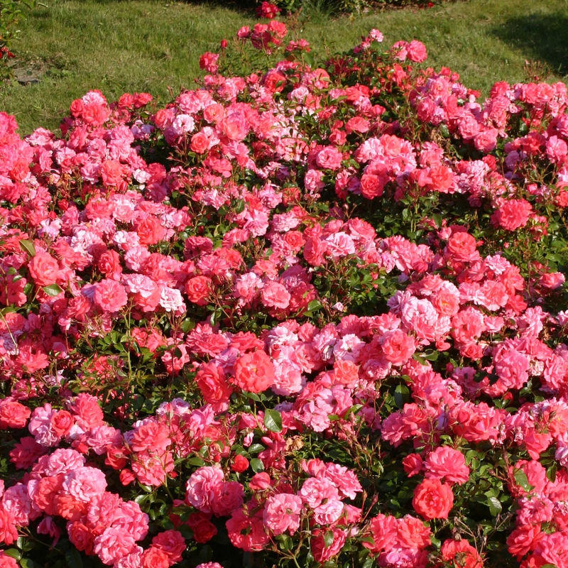 Rose Bonapart ®