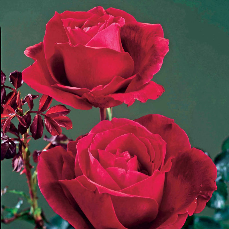 Strauchrose Mr. Lincoln - Title:Das stück in nackte wurzel / 3+ äste