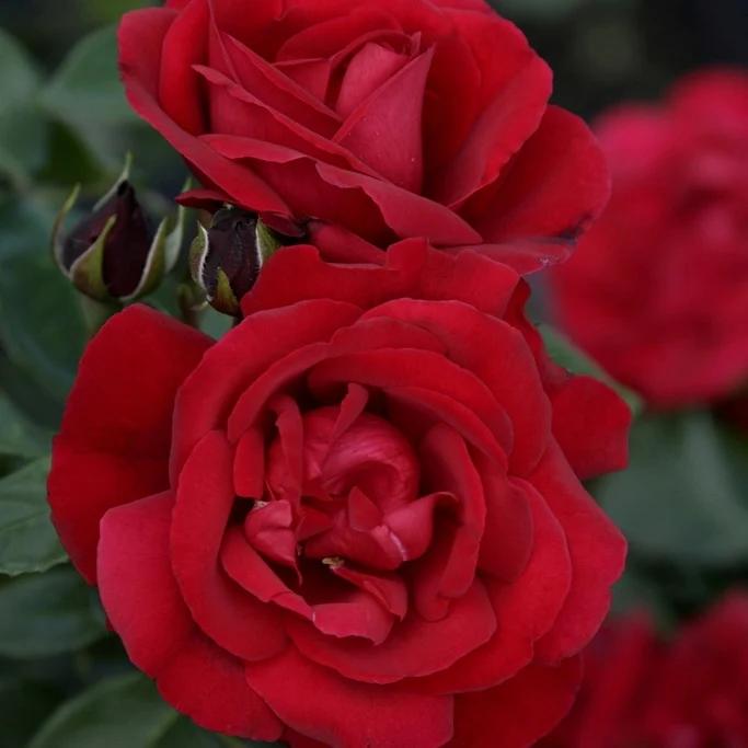 Rose Shalom®