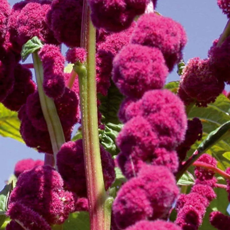 Amaranthus gibbeus - Fuchsschwanz Dreadlocks