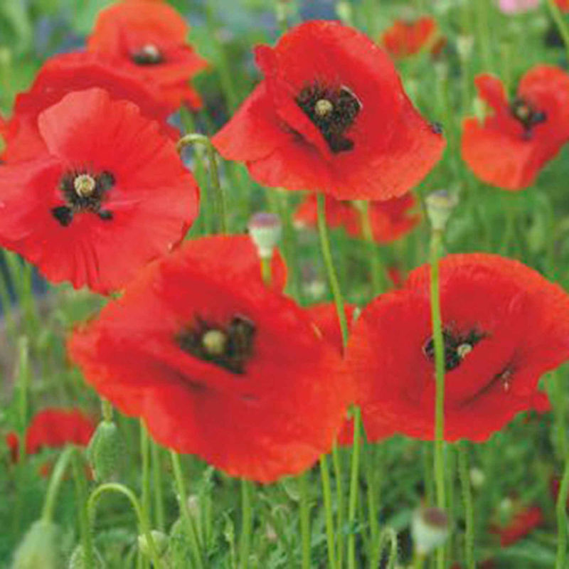 Klatschmohn