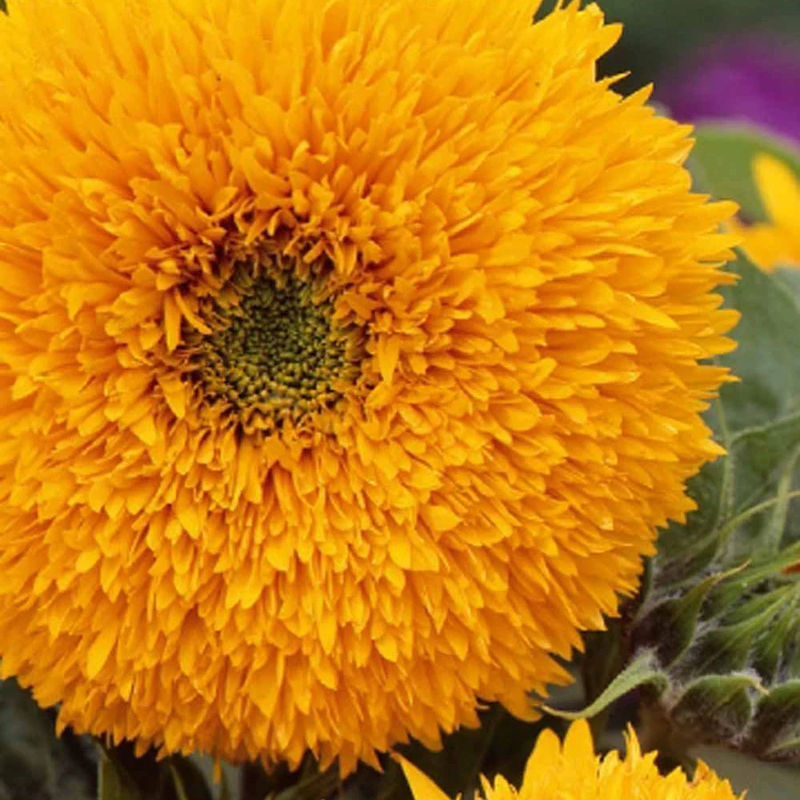 Sonnenblume Teddy Bear