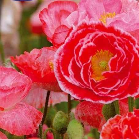 Mohnblume Falling in Love